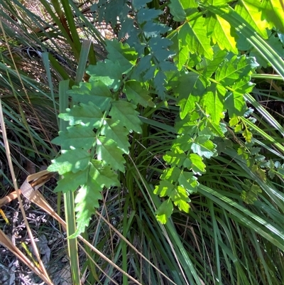 Pandorea pandorana (Wonga Wonga Vine) at Wybung, NSW - 13 Sep 2024 by Tapirlord