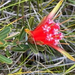 Lambertia formosa (Mountain Devil) at Wybung, NSW - 13 Sep 2024 by Tapirlord