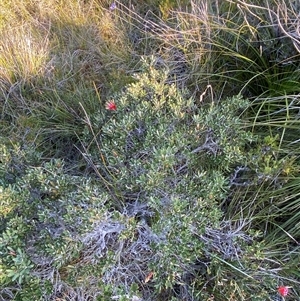 Lambertia formosa at Wybung, NSW - 13 Sep 2024 03:36 PM