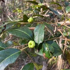 Glochidion ferdinandi var. ferdinandi (Cheese Tree) at Wybung, NSW - 13 Sep 2024 by Tapirlord