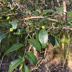 Glochidion ferdinandi var. ferdinandi at Wybung, NSW - 13 Sep 2024 03:29 PM