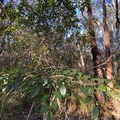 Glochidion ferdinandi var. ferdinandi at Wybung, NSW - 13 Sep 2024 03:29 PM