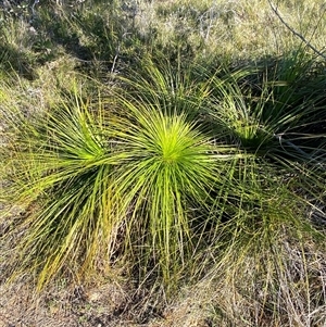Xanthorrhoea media at Wybung, NSW - 13 Sep 2024 03:24 PM
