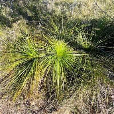 Xanthorrhoea media (Grass Tree) at Wybung, NSW - 13 Sep 2024 by Tapirlord