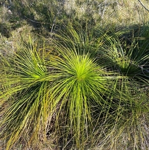 Xanthorrhoea media at Wybung, NSW - 13 Sep 2024 03:24 PM