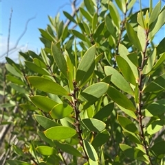 Persoonia lanceolata (Lance-leaf Geebung) at Wybung, NSW - 13 Sep 2024 by Tapirlord