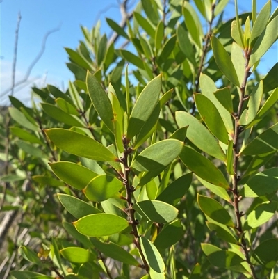 Persoonia lanceolata (Lance-leaf Geebung) at Wybung, NSW - 13 Sep 2024 by Tapirlord