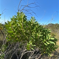 Persoonia lanceolata at Wybung, NSW - suppressed