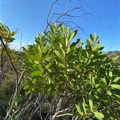 Persoonia lanceolata at Wybung, NSW - suppressed