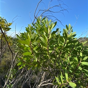 Persoonia lanceolata at Wybung, NSW - suppressed