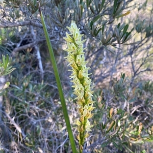 Prasophyllum elatum at Wybung, NSW - suppressed