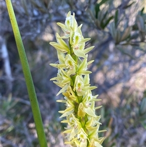 Prasophyllum elatum at Wybung, NSW - suppressed