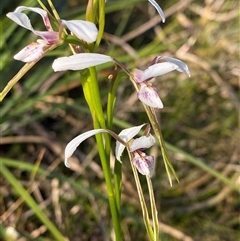 Diuris alba (White Donkey Orchid) at Wybung, NSW - 13 Sep 2024 by Tapirlord