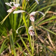 Diuris alba at Wybung, NSW - suppressed