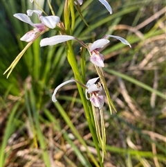 Diuris alba at Wybung, NSW - suppressed