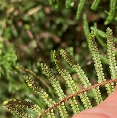 Gleichenia dicarpa (Wiry Coral Fern) at Wybung, NSW - 13 Sep 2024 by Tapirlord