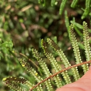 Gleichenia dicarpa at Wybung, NSW - suppressed