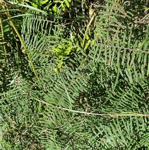 Gleichenia dicarpa at Wybung, NSW - suppressed