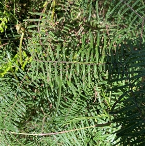 Gleichenia dicarpa at Wybung, NSW - suppressed