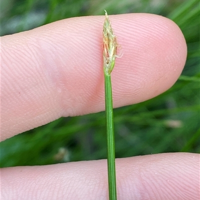 Eleocharis sp. at Wybung, NSW - 13 Sep 2024 by Tapirlord