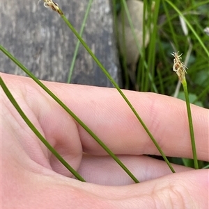 Eleocharis sp. at Wybung, NSW - 13 Sep 2024 03:16 PM