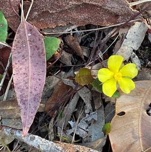 Hibbertia dentata at Wybung, NSW - 13 Sep 2024 03:15 PM