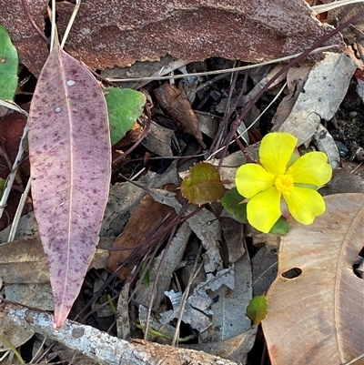 Hibbertia dentata (Twining Guinea Flower) at Wybung, NSW - 13 Sep 2024 by Tapirlord