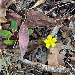 Hibbertia dentata at Wybung, NSW - 13 Sep 2024 03:15 PM