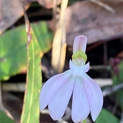 Caladenia catenata (White Fingers) at Wybung, NSW - 13 Sep 2024 by Tapirlord