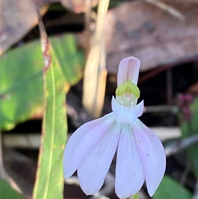 Caladenia catenata (White Fingers) at Wybung, NSW - 13 Sep 2024 by Tapirlord