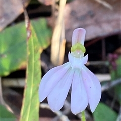 Caladenia catenata at Wybung, NSW - suppressed