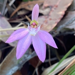 Caladenia quadrifaria (Large Pink Fingers) by Tapirlord