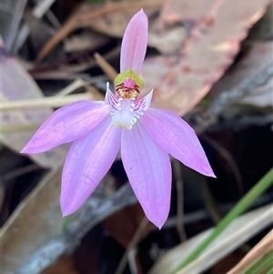 Caladenia quadrifaria at suppressed - suppressed