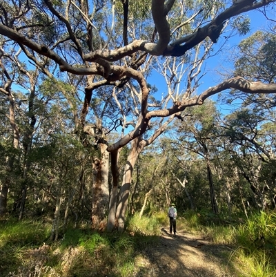 Angophora costata subsp. costata (Rusty Gum) at Wybung, NSW - 13 Sep 2024 by Tapirlord