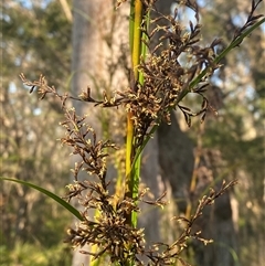 Gahnia clarkei (Tall Saw Sedge) at Wybung, NSW - 13 Sep 2024 by Tapirlord