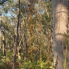 Gahnia clarkei at Wybung, NSW - 13 Sep 2024 03:13 PM