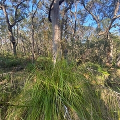 Gahnia clarkei at Wybung, NSW - 13 Sep 2024 03:13 PM