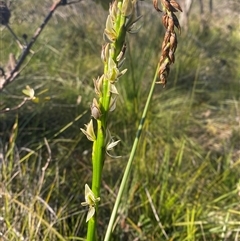 Prasophyllum elatum (Tall Leek Orchid) at Wybung, NSW - 13 Sep 2024 by Tapirlord