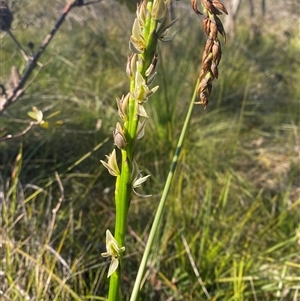 Prasophyllum elatum at Wybung, NSW - suppressed