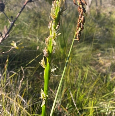 Prasophyllum elatum (Tall Leek Orchid) at Wybung, NSW - 13 Sep 2024 by Tapirlord