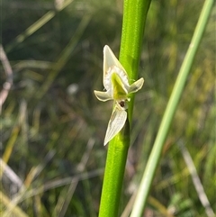 Prasophyllum elatum at Wybung, NSW - suppressed