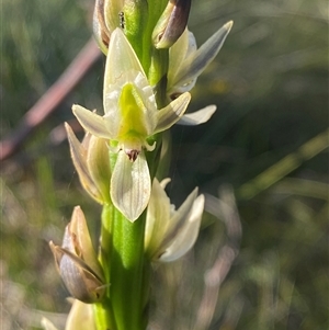 Prasophyllum elatum at Wybung, NSW - suppressed