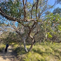 Eucalyptus capitellata (Brown Stringybark) at Wybung, NSW - 13 Sep 2024 by Tapirlord