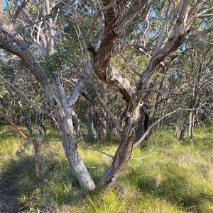 Eucalyptus capitellata at Wybung, NSW - 13 Sep 2024 03:11 PM