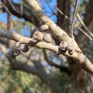 Eucalyptus capitellata at Wybung, NSW - 13 Sep 2024 03:11 PM