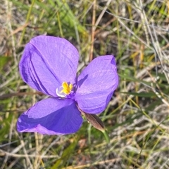 Patersonia glabrata (Native Iris) at Wybung, NSW - 13 Sep 2024 by Tapirlord