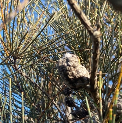 Allocasuarina distyla (Shrubby Sheoak) at Wybung, NSW - 13 Sep 2024 by Tapirlord