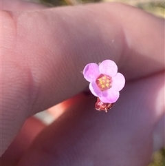 Euryomyrtus ramosissima subsp. ramosissima (Rosy Baeckea, Rosy Heath-myrtle) at Wybung, NSW - 13 Sep 2024 by Tapirlord