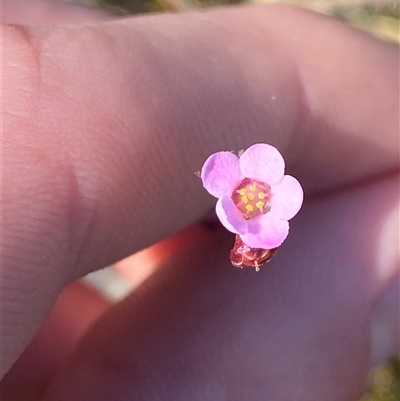 Euryomyrtus ramosissima subsp. ramosissima (Rosy Baeckea, Rosy Heath-myrtle) at Wybung, NSW - 13 Sep 2024 by Tapirlord