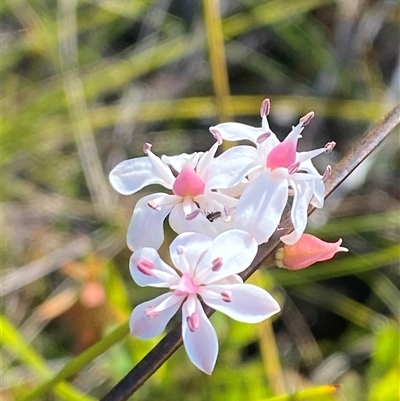 Burchardia umbellata (Milkmaids) at Wybung, NSW - 13 Sep 2024 by Tapirlord